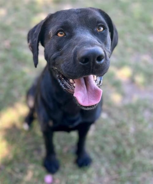 SAMMY - Labrador Retriever available for adoption