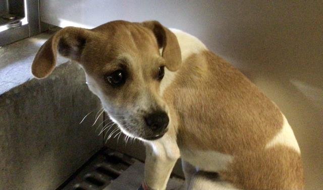 SELINA - Chihuahua available for adoption