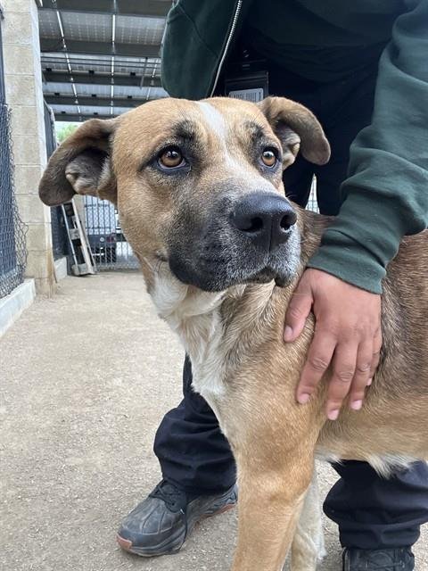 LALI - German Shepherd Dog available for adoption