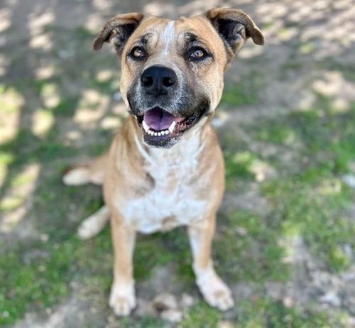 LALI - German Shepherd Dog available for adoption