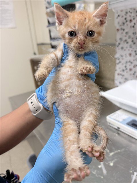PAXTON - Domestic Short Hair available for adoption
