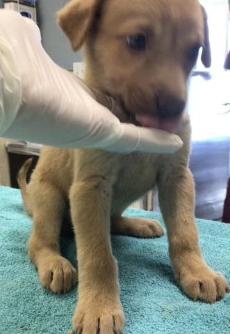 KIWI - Great Pyrenees available for adoption