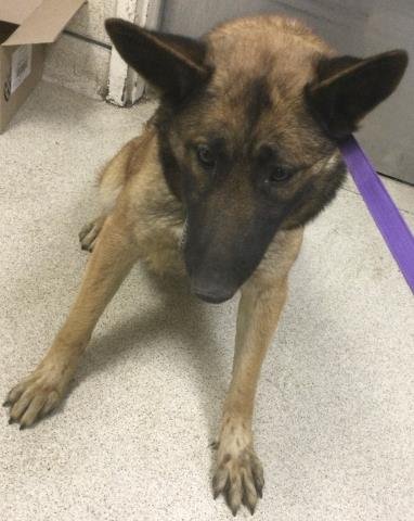 KHATRA - German Shepherd Dog available for adoption
