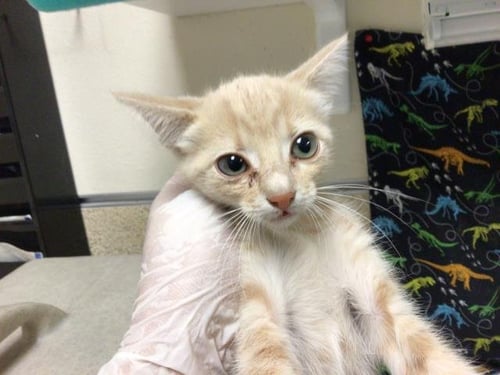 RUM - Domestic Short Hair available for adoption