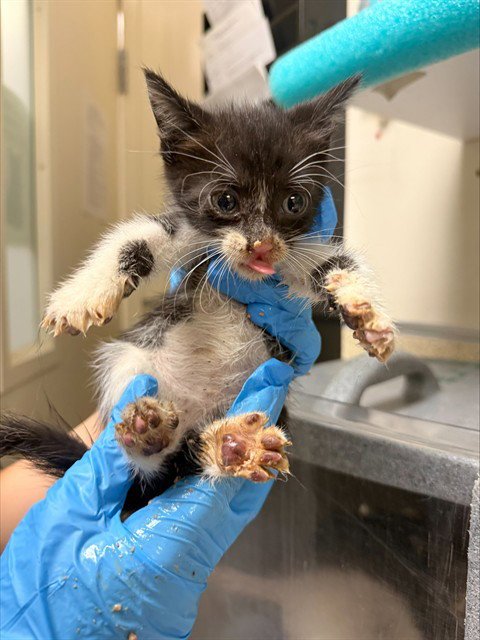 MERCURY - Domestic Short Hair available for adoption