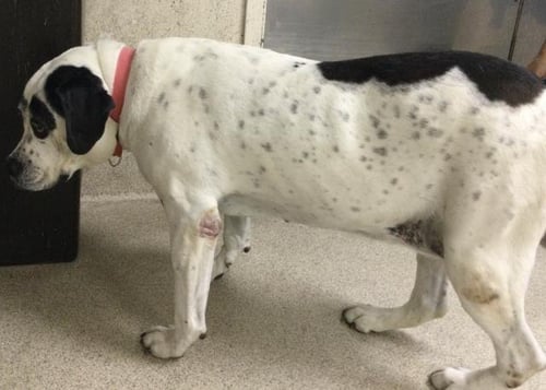 MYA - Pit Bull Terrier available for adoption