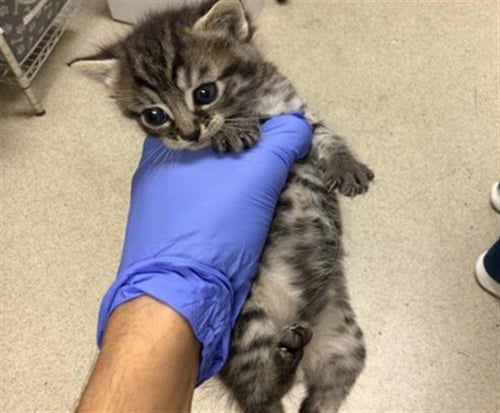 KANE - Domestic Short Hair available for adoption