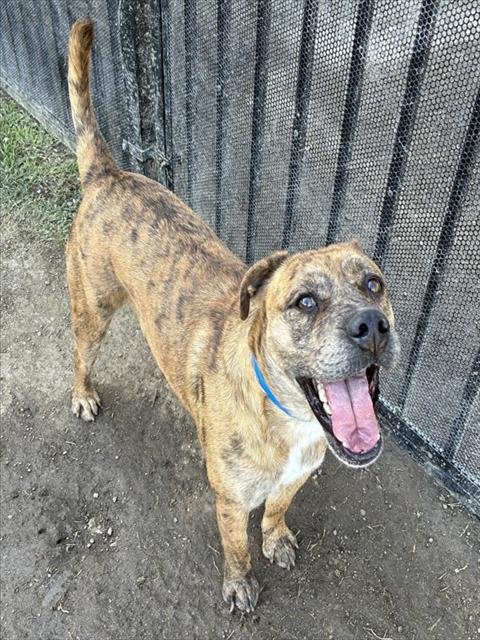 BOSS - Pit Bull Terrier available for adoption