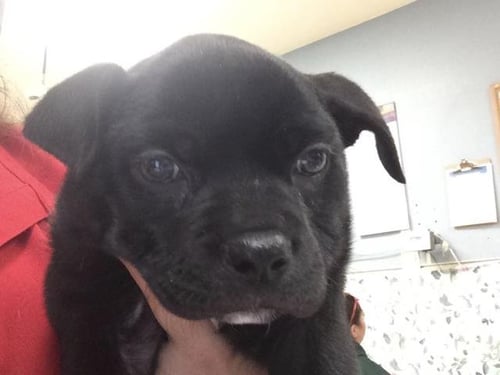 CHELLA - Pit Bull Terrier available for adoption