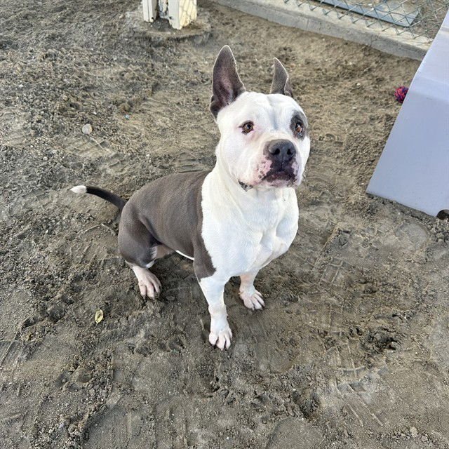 PRECIOUS - Pit Bull Terrier available for adoption