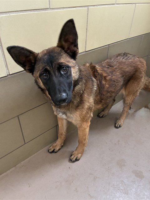 DIANE - German Shepherd Dog available for adoption