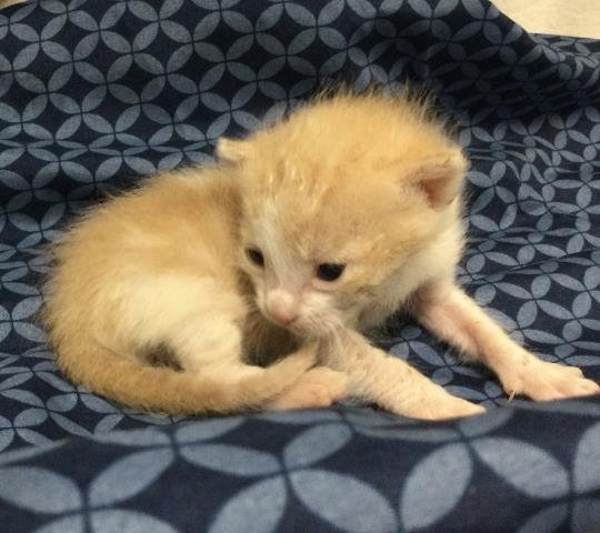 COLTON - Domestic Short Hair available for adoption