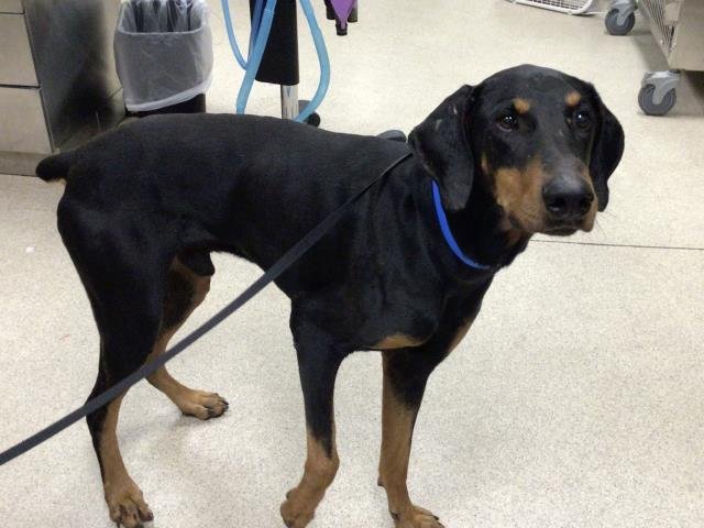 GUNNER - Doberman Pinscher available for adoption