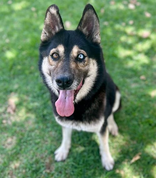 TRINITY - Siberian Husky available for adoption