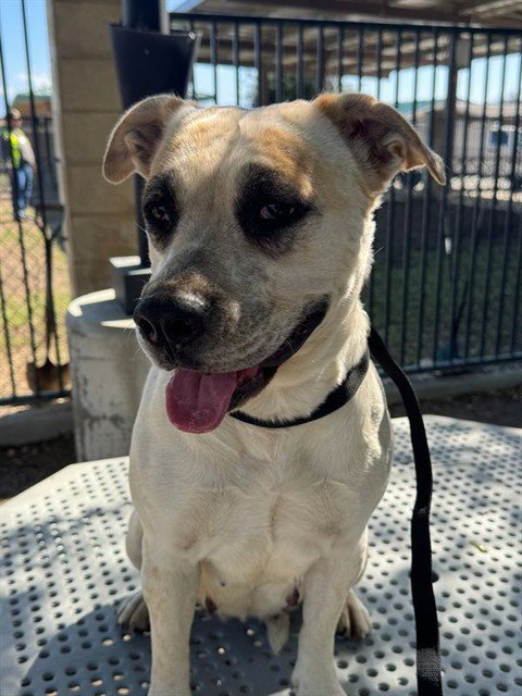 CRUNCH - Mastiff available for adoption