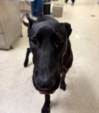 BRUCE WAYNE - Belgian Shepherd Malinois available for adoption