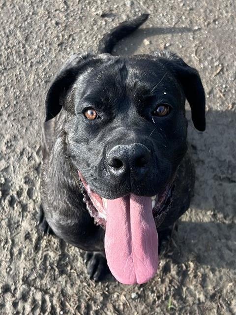FREYA - Presa Canario available for adoption