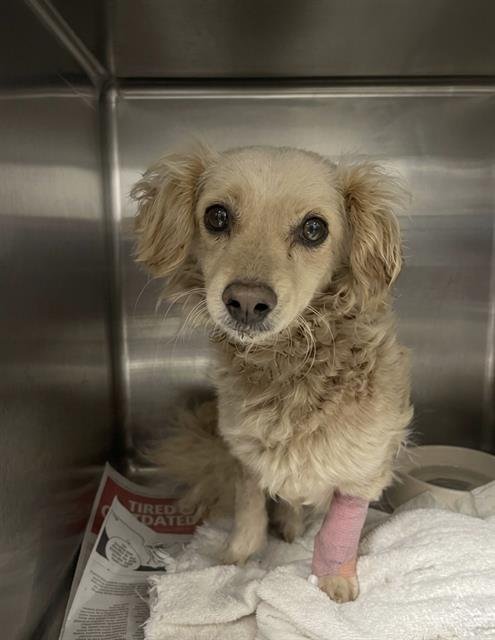 OTIE - Cocker Spaniel available for adoption