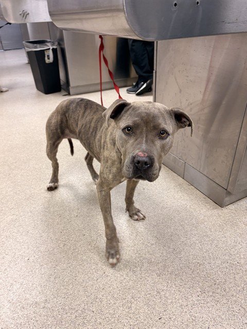 MILA - Pit Bull Terrier available for adoption