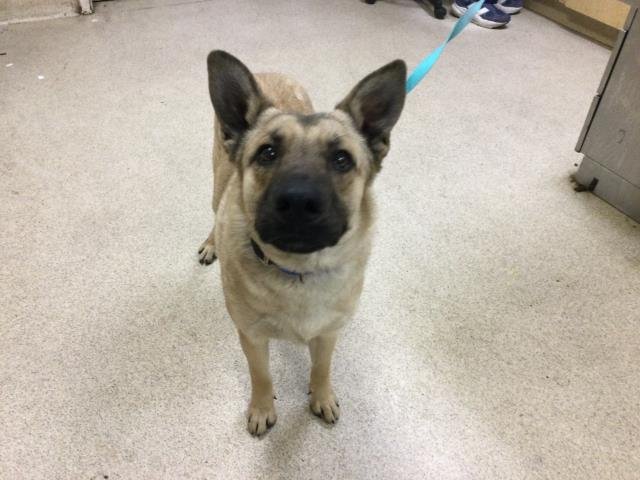 ADAM - German Shepherd Dog available for adoption