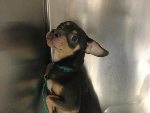 POCKET - Chihuahua available for adoption