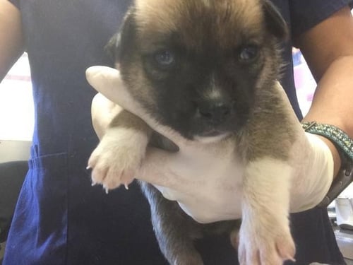 ROYAL - German Shepherd Dog available for adoption