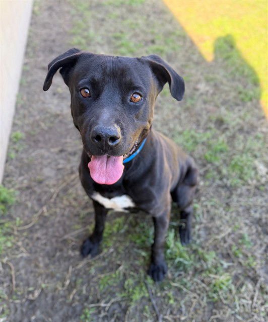 LEO - Labrador Retriever available for adoption