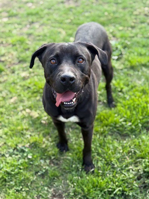 LEO - Pit Bull Terrier available for adoption