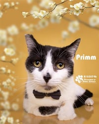 PRIMM - Photo 1