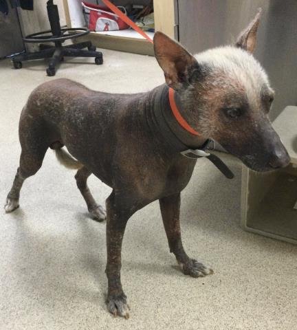 FABIO - Mexican Hairless available for adoption