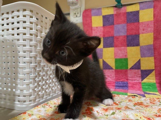 NOIR - Domestic Short Hair available for adoption