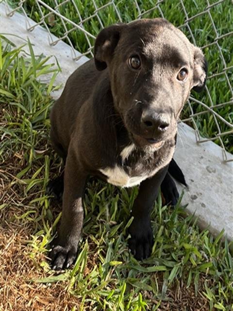 MAGGIE - Labrador Retriever available for adoption