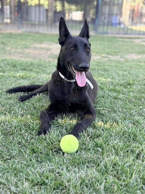 TRIXIE - Belgian Shepherd Malinois available for adoption