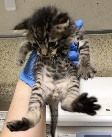 ANDY - Domestic Short Hair for adoption in Riverside