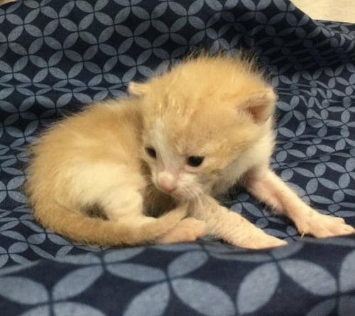 COLTON - Domestic Short Hair available for adoption