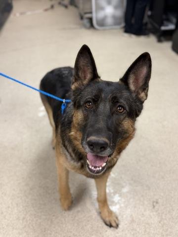 QUEENIE - German Shepherd Dog available for adoption