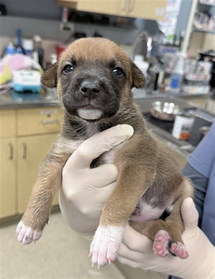 A1933622 - German Shepherd Dog available for adoption
