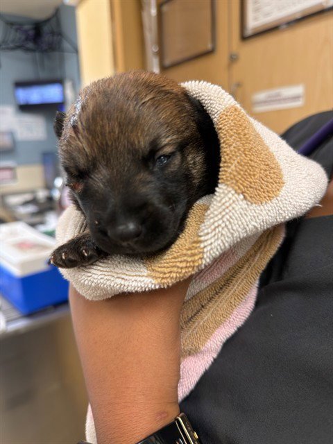 BADGER - Belgian Shepherd Malinois available for adoption