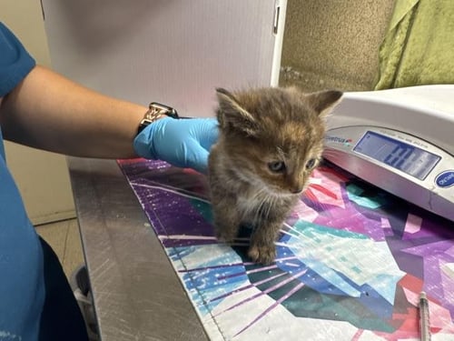 FOFO - Domestic Short Hair available for adoption