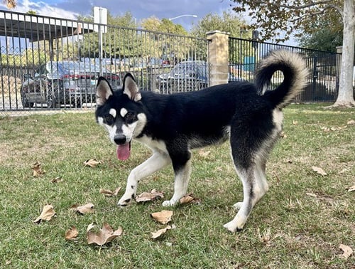 ALVIN - Siberian Husky available for adoption