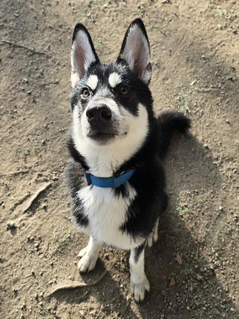 ALVIN - Siberian Husky available for adoption