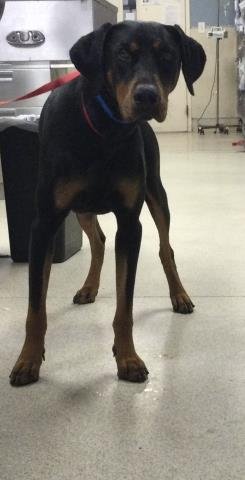 SCOOBY - Doberman Pinscher available for adoption
