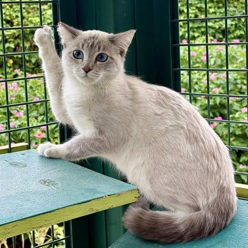 GAMORA - Domestic Short Hair available for adoption