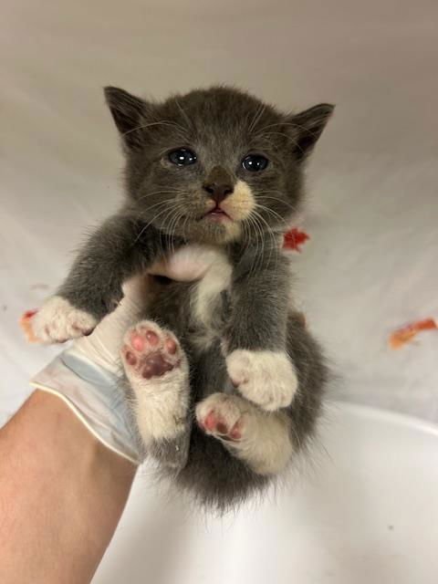 SOLSTICE - Domestic Short Hair available for adoption