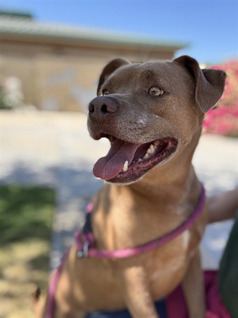 BOBBY - Pit Bull Terrier available for adoption