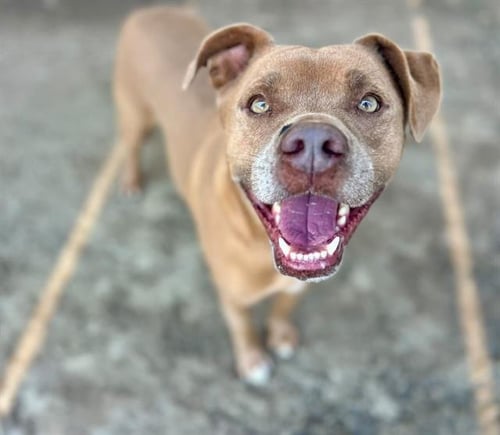 BOBBY - Pit Bull Terrier available for adoption