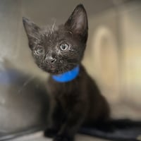 CATRICK - Photo 1