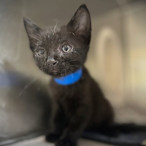 CATRICK - Domestic Short Hair available for adoption