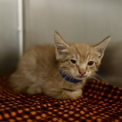 SLINKIE - Domestic Short Hair available for adoption