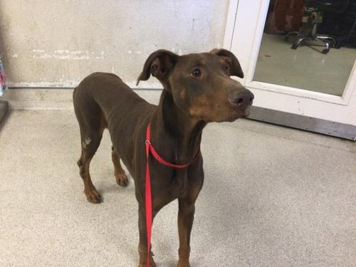 MACHIATTO - Doberman Pinscher available for adoption